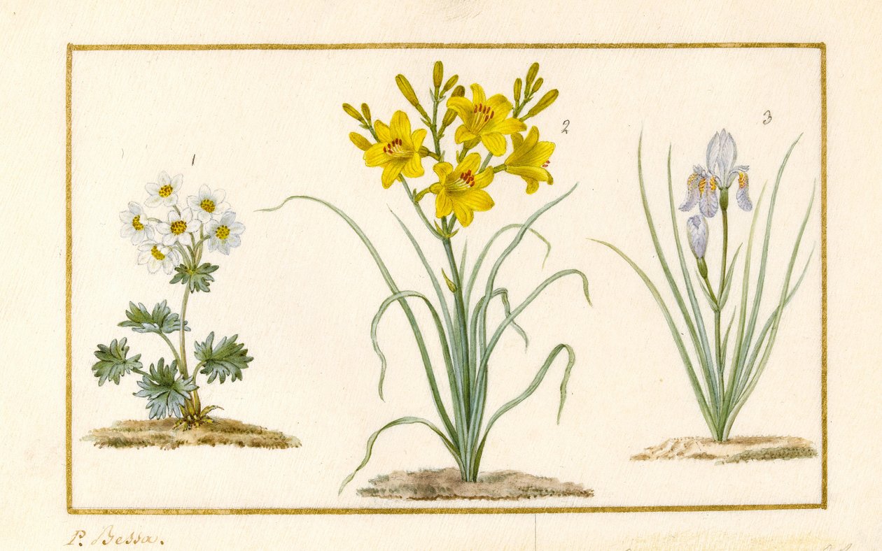 Annemone, Hemerocale og Iris (detalje) (grafit, wc og bodycolour på pergament) af Pancrace Bessa