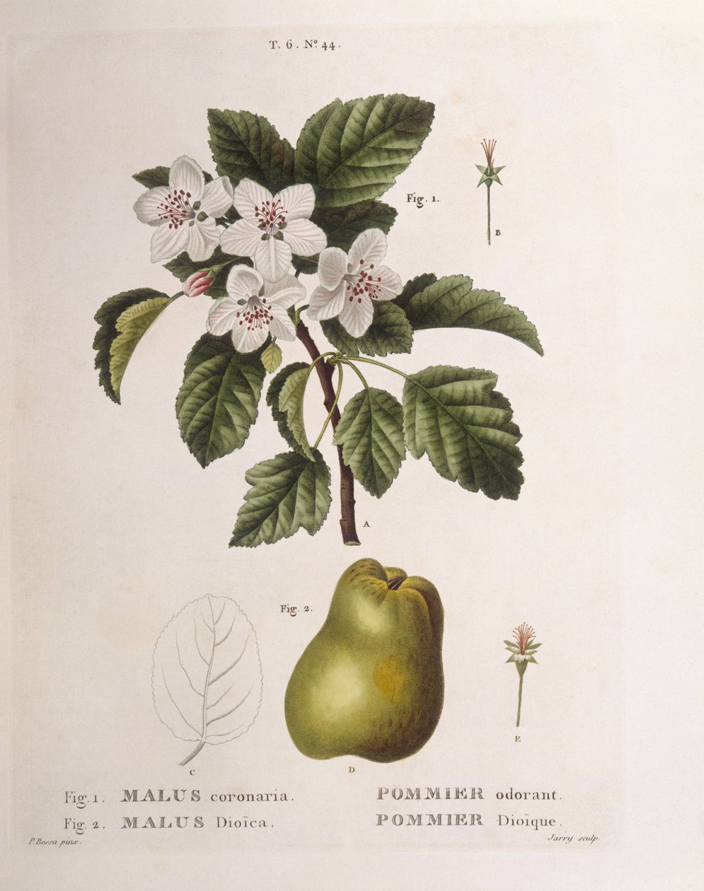 Krabbeæble (Malus coronaria), Henry Louis Duhamel du Monceau, botanisk plade af Pancrace Bessa af Pancrace Bessa