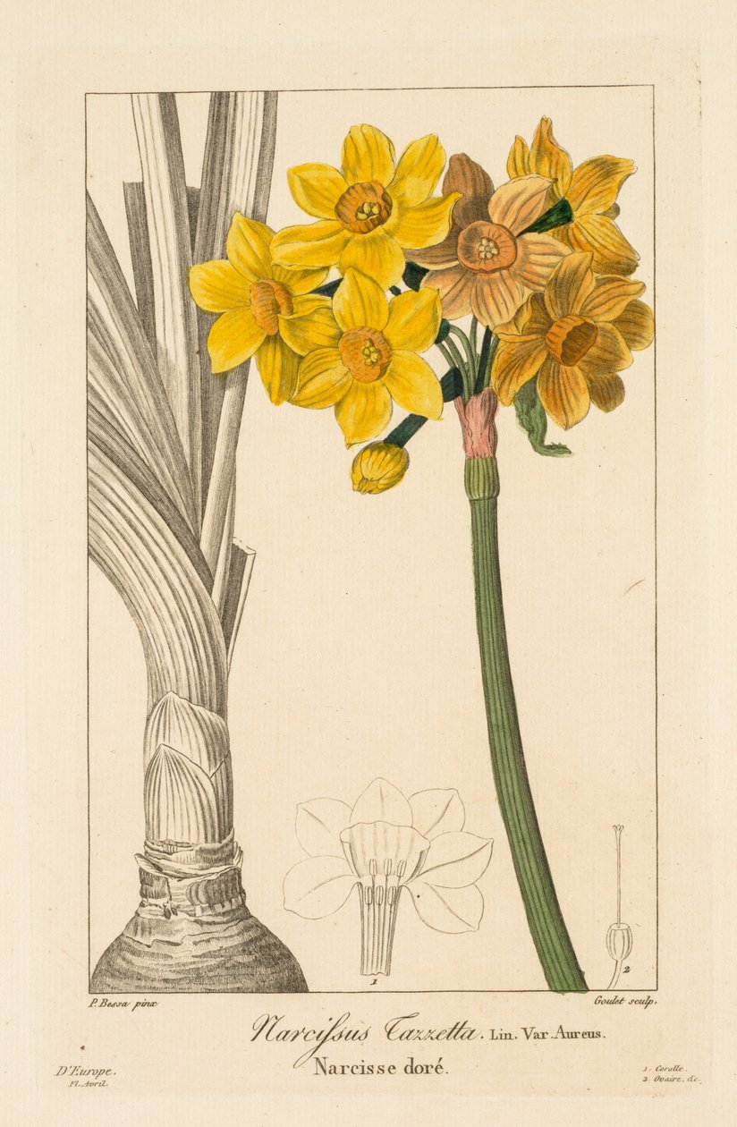 Flora af gartnere, hobbyister og fabrikanter: Polyanthus eller Cluster Narcissus, 1836. af Pancrace Bessa