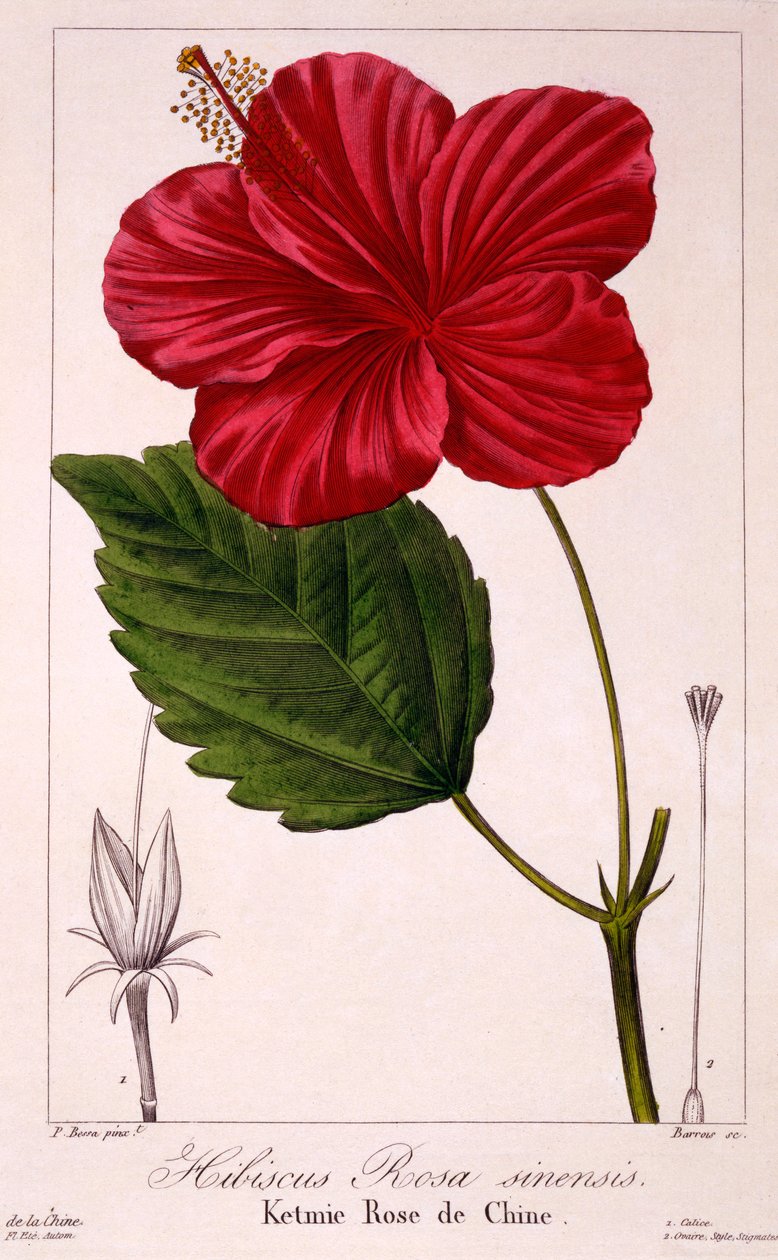Hibiscus rosa-sinensis, 1836 (håndfarvet gravering) af Pancrace Bessa