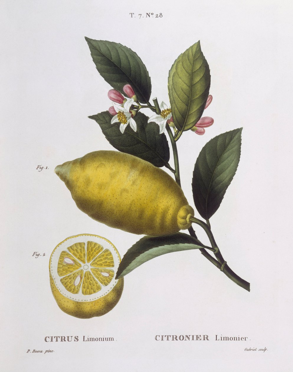 Citron (Citrus limonium), Henry Louis Duhamel du Monceau, botanisk plade af Pancrace Bessa af Pancrace Bessa