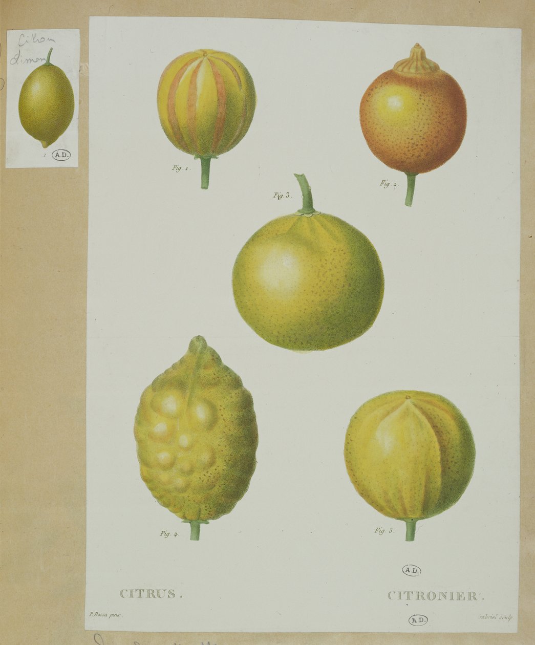 Citroner, graveret af Gabriel af Pancrace Bessa