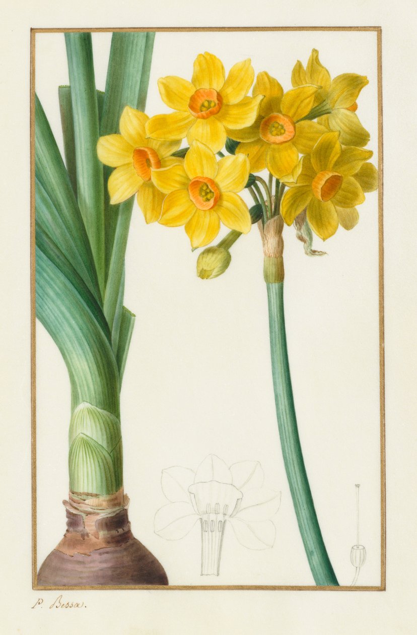 Polyanthus eller Cluster Narcissus Botanisk: Narcissus tazetta, 1836. af Pancrace Bessa