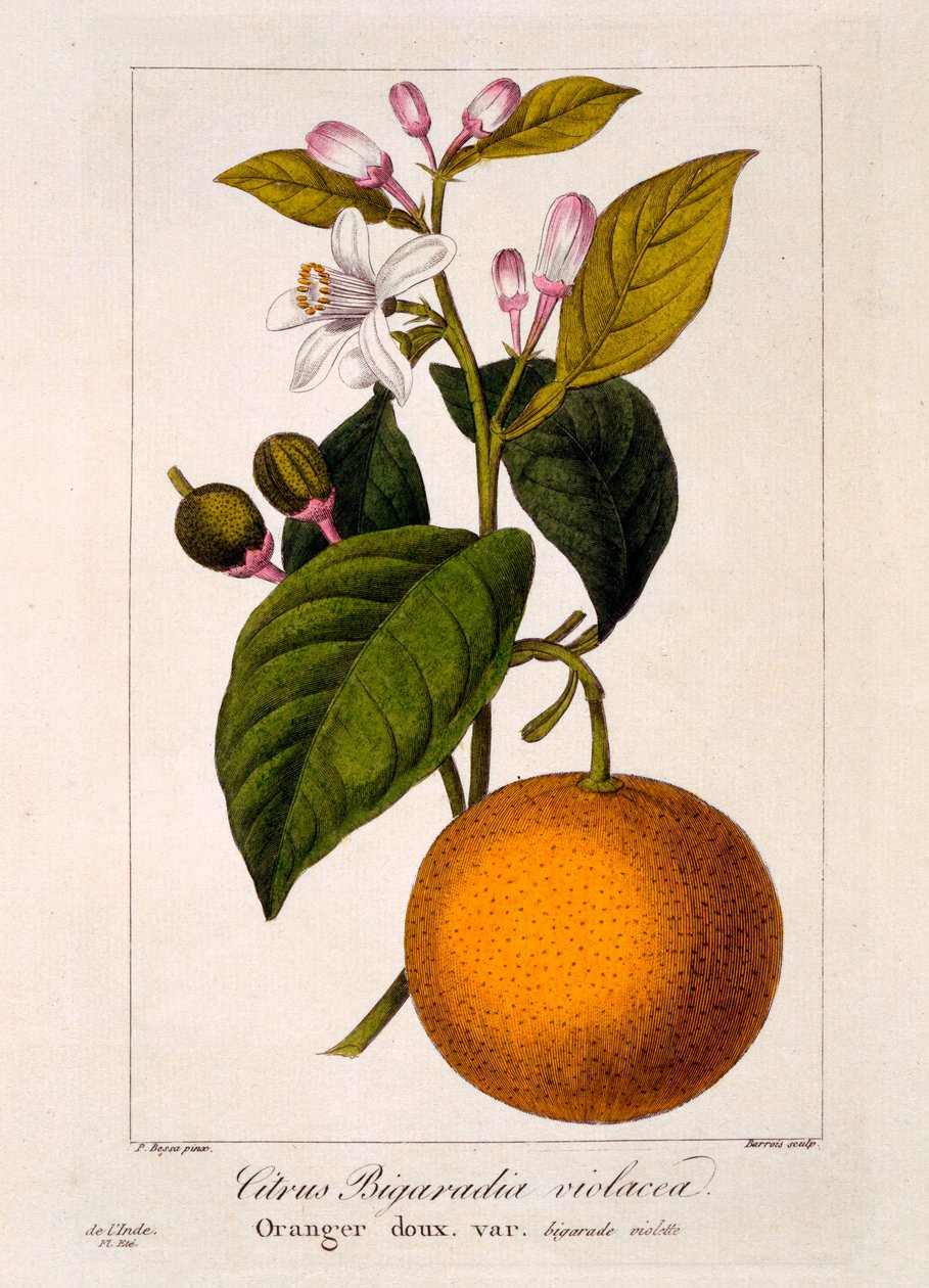 Sød appelsin: Citrus sinensis var. Bigaradia violacea, 1836 (håndfarvet gravering) af Pancrace Bessa
