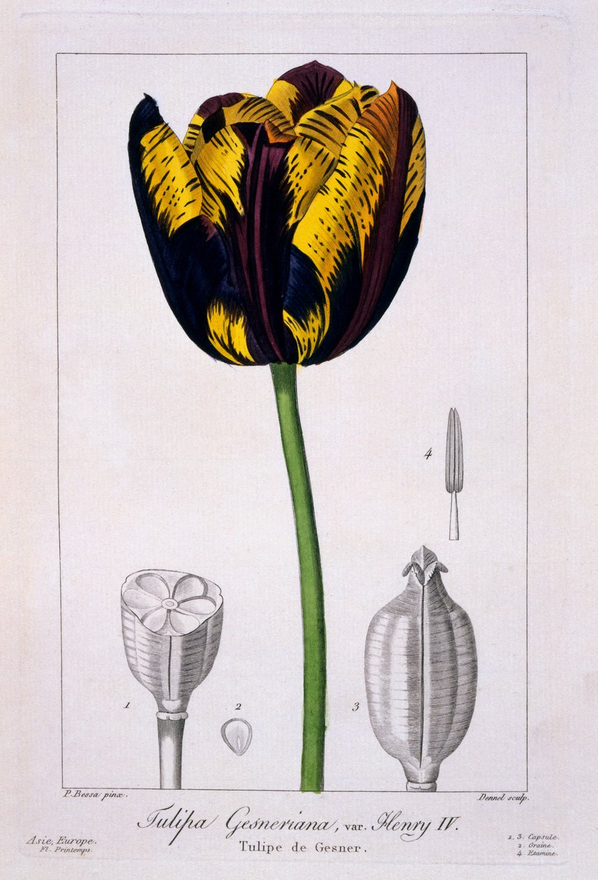 Tulipan af kong Henrik IV, 1836 (håndfarvet gravering) af Pancrace Bessa