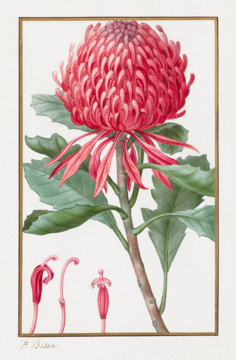 Uden titel, 1828-1835. af Pancrace Bessa
