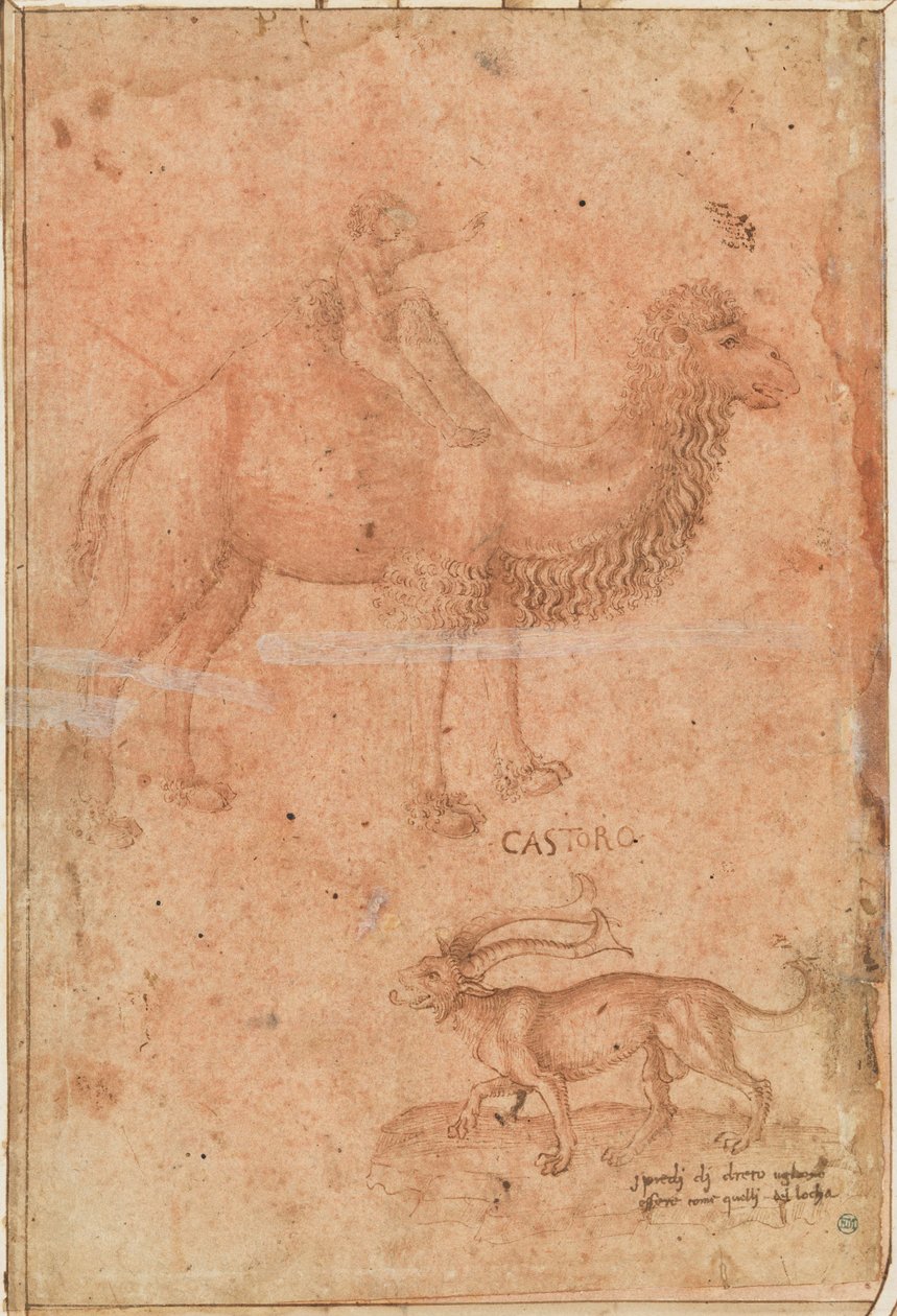 Ein Kamel mit einem reitenden Kind. Darunter ein fabelhaftes Tier (Castoro) af Paolo Uccello
