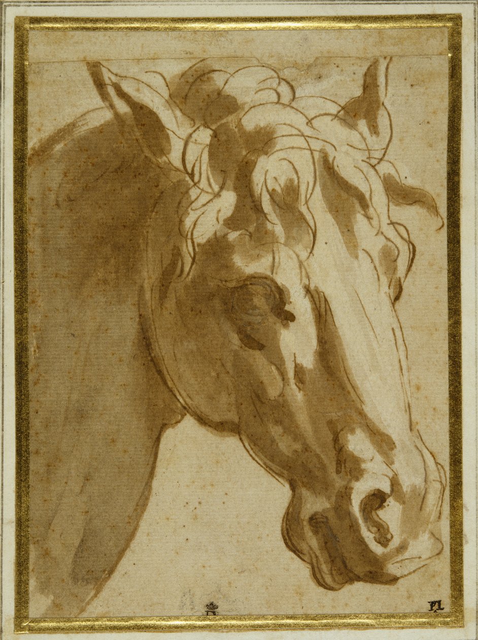 Hovedet og halsen på en hest (pen & brunt blæk med vask på cremepapir) af Parmigianino