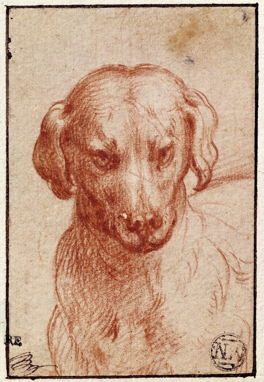 Hoved af en hund (rødt kridt på papir) af Parmigianino