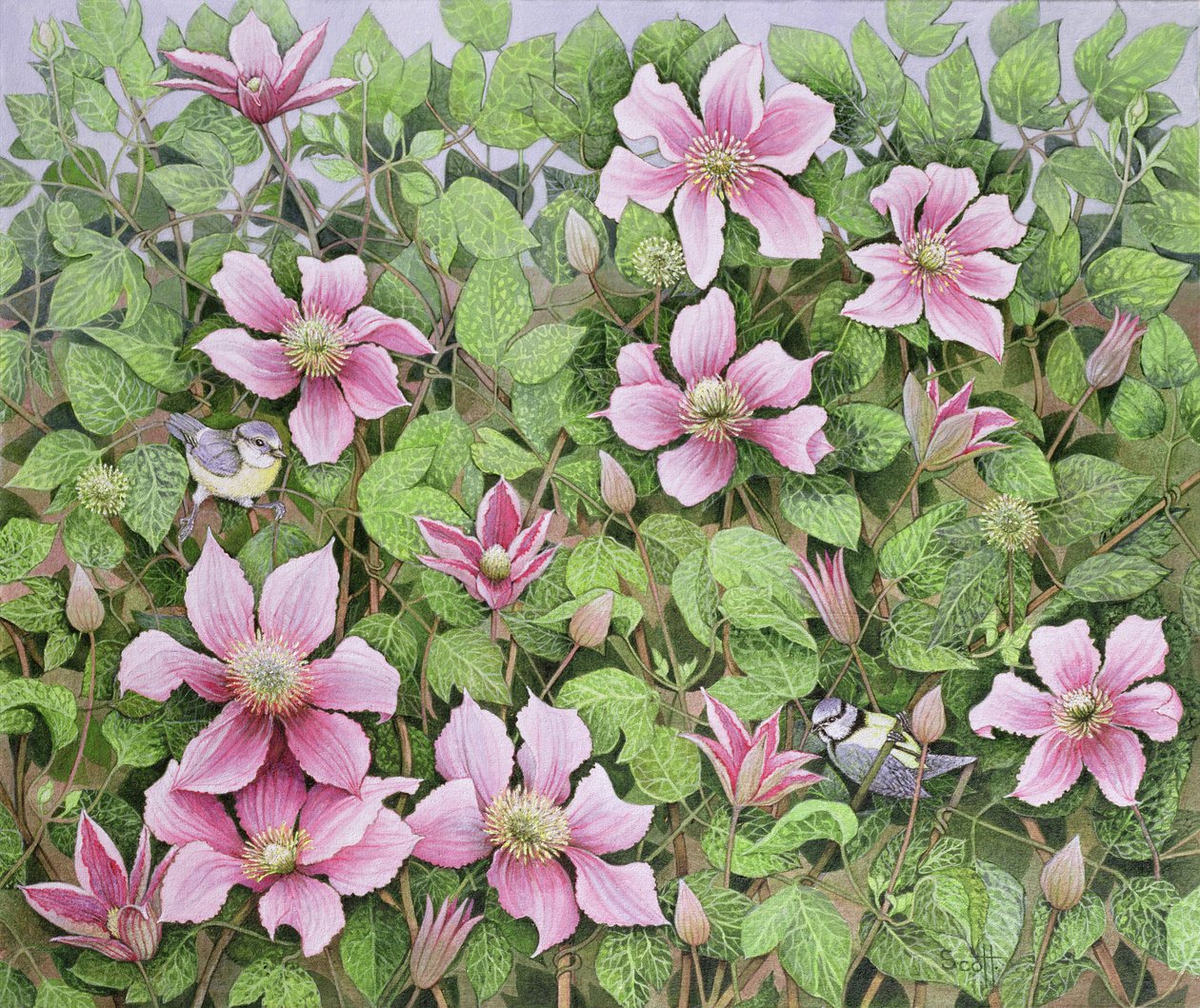 Nesting in Clematis (olie på lærred) af Pat Scott