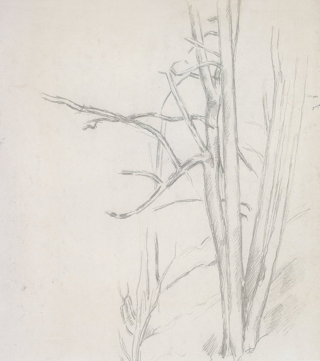 Træundersøgelse af Paul Cézanne