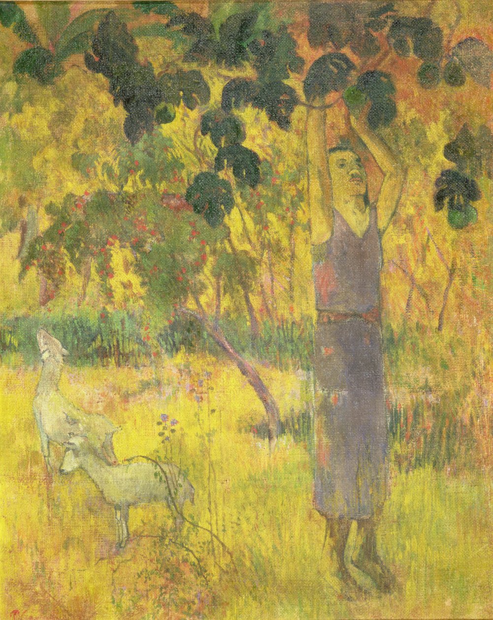 Mand plukker frugt fra et træ, 1897 af Paul Gauguin