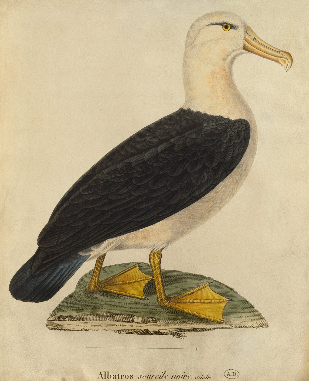 Albatros med sorte øjenbryn (farvegravering) af Paul Louis Oudart