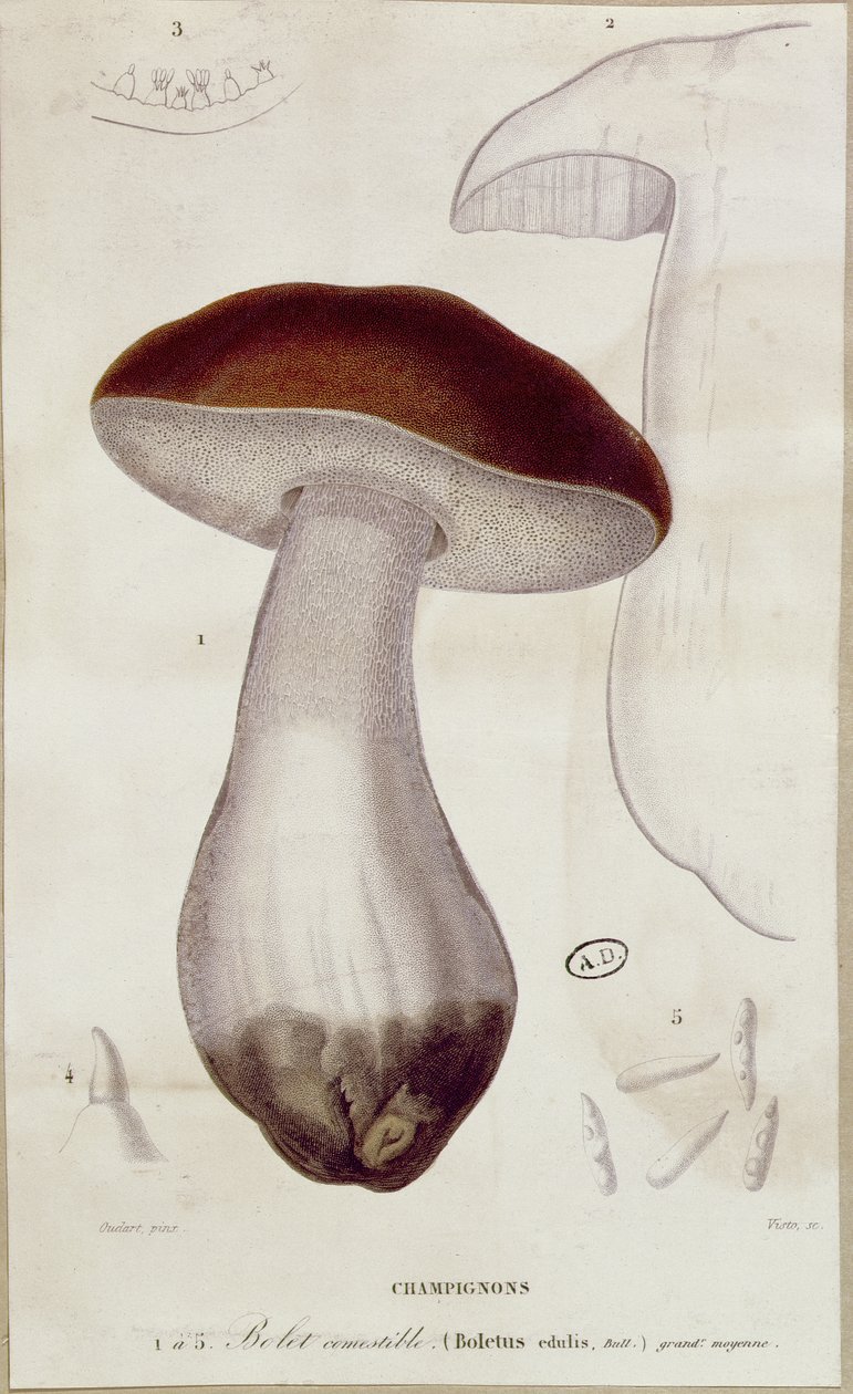 Boletus edulis, illustration til en udgave af 