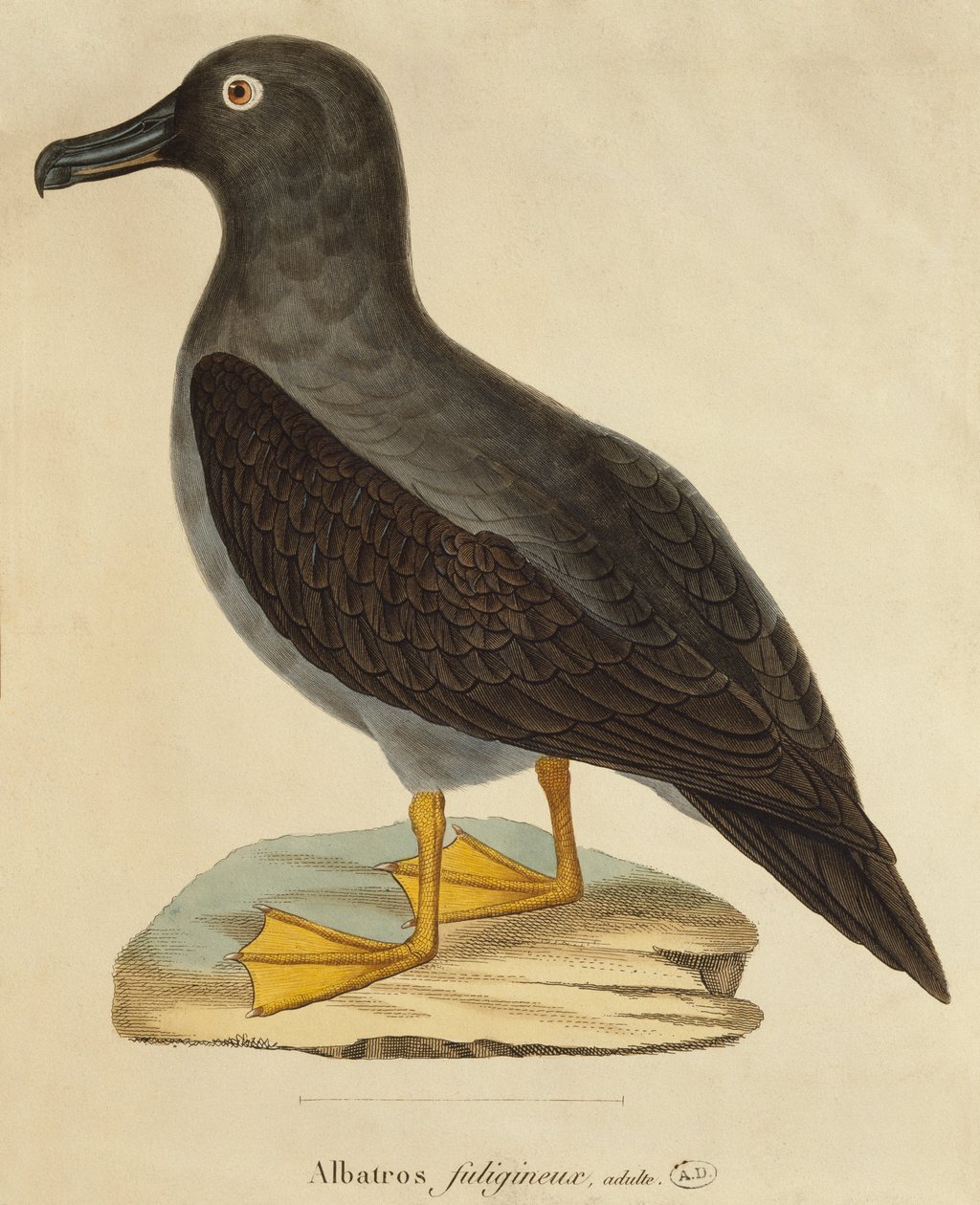 Sodet albatros (farvegravering) af Paul Louis Oudart