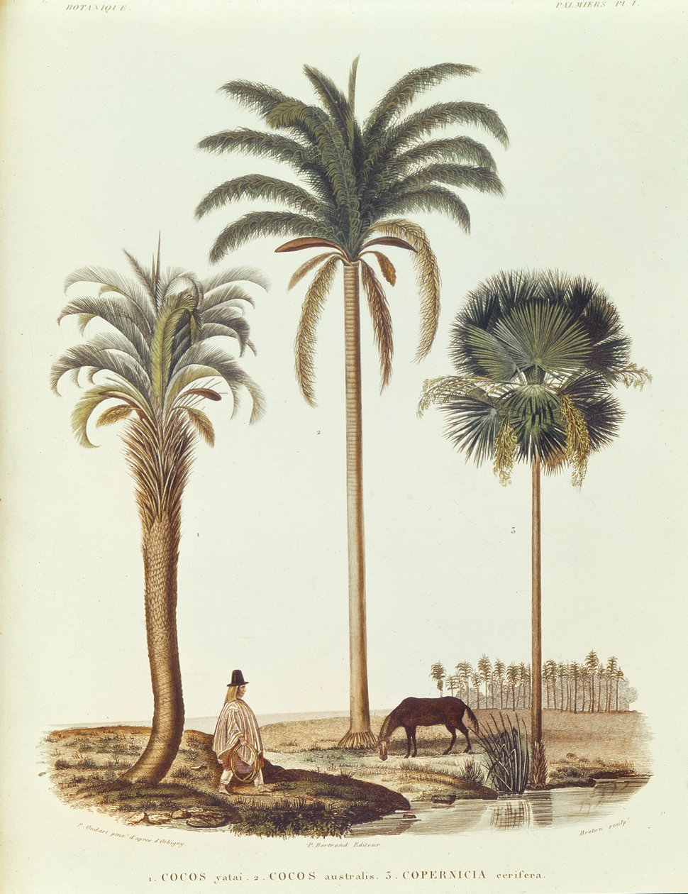 Arter af argentinsk palmetræ, illustration fra Voyage dans lAmerique Meridionale af Alcide dOrbigny, graveret af Breton, 1847 af Paul Louis Oudart