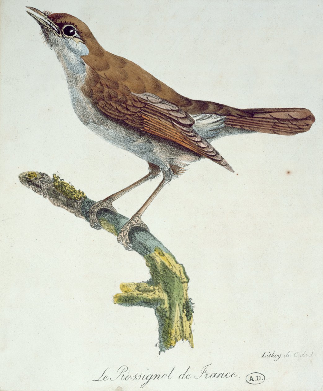 Nattergalen af Frankrig, ca. 1830 af Paul Louis Oudart