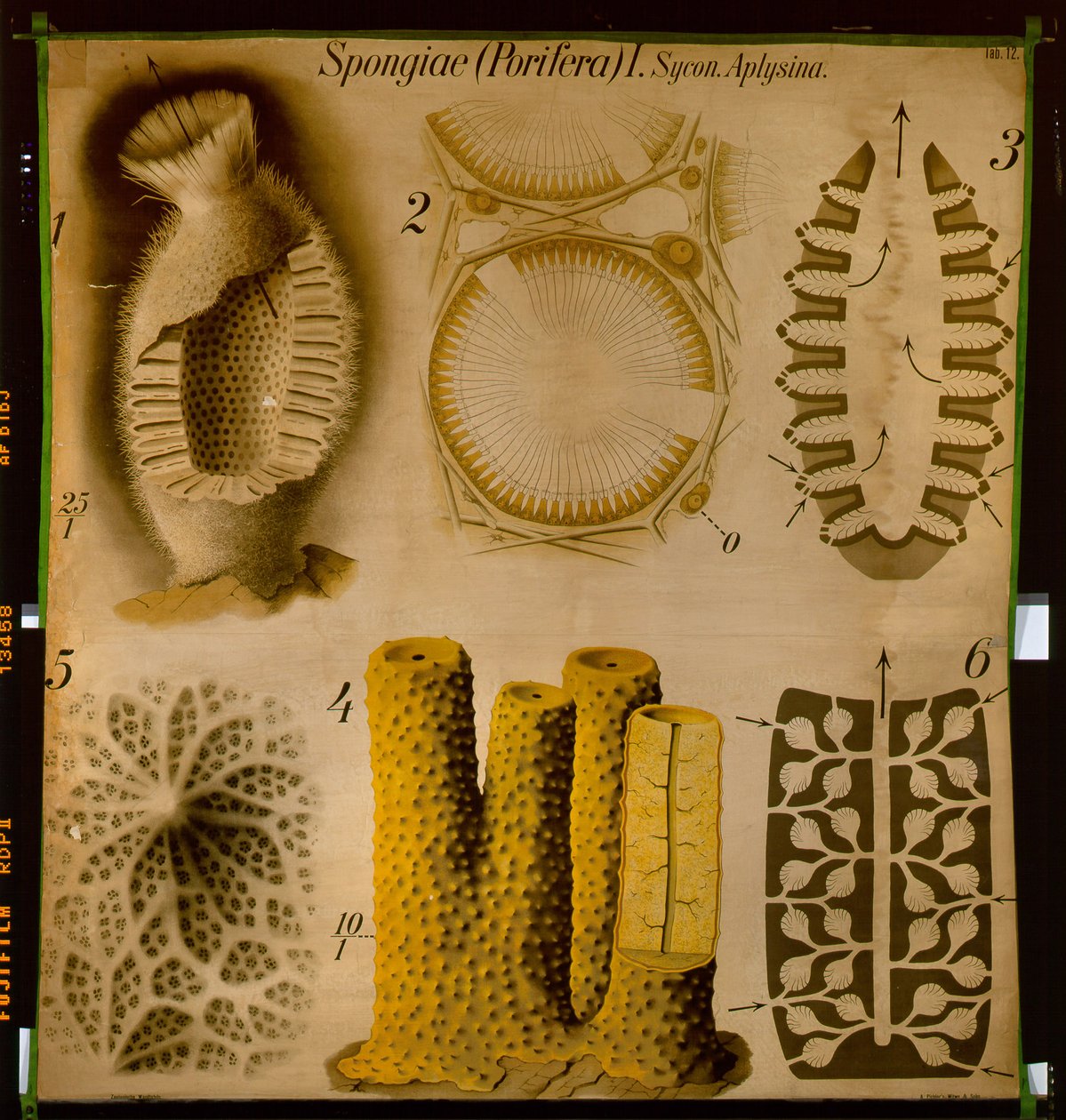 Sycon og Aplysina, nr. 12, Pfurtschellers zoologiske vægdiagram af Paul Pfurtscheller