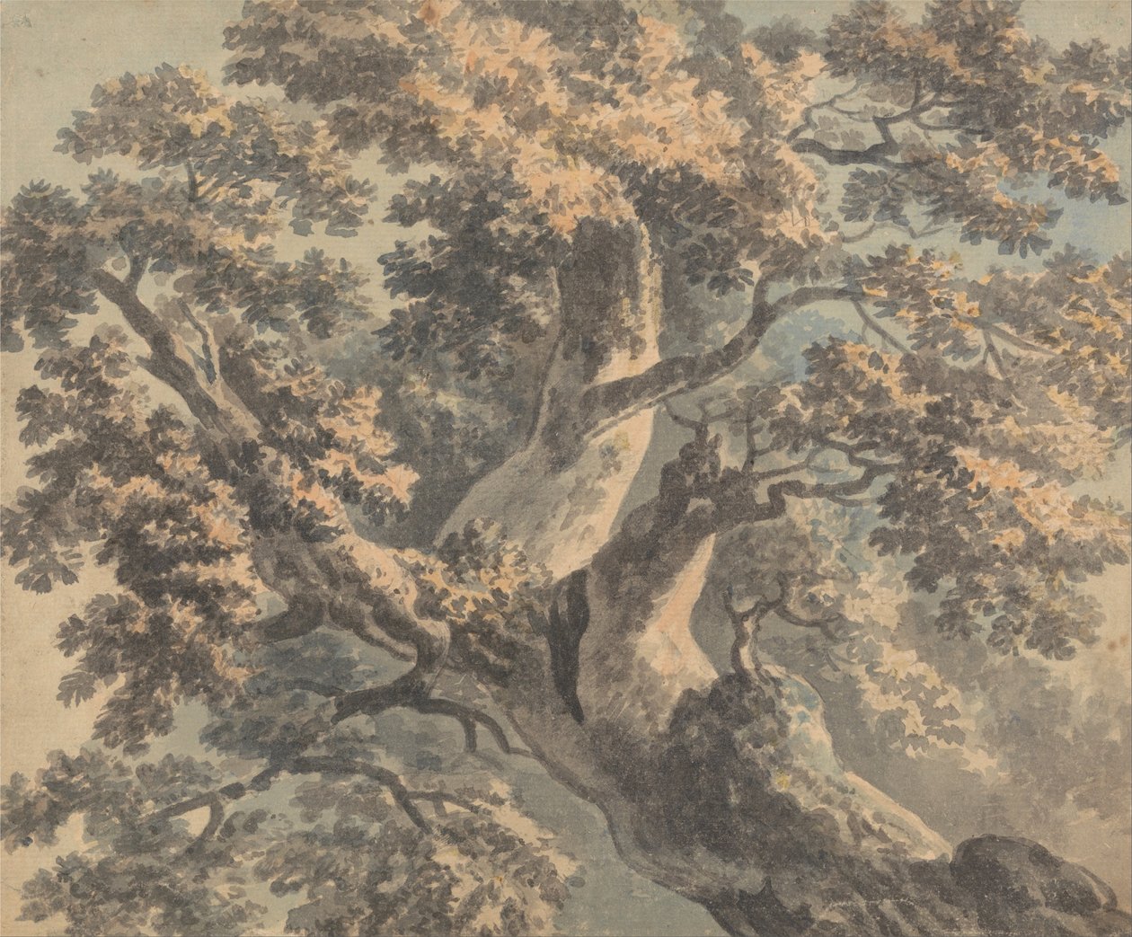 Studie af et træ af Paul Sandby