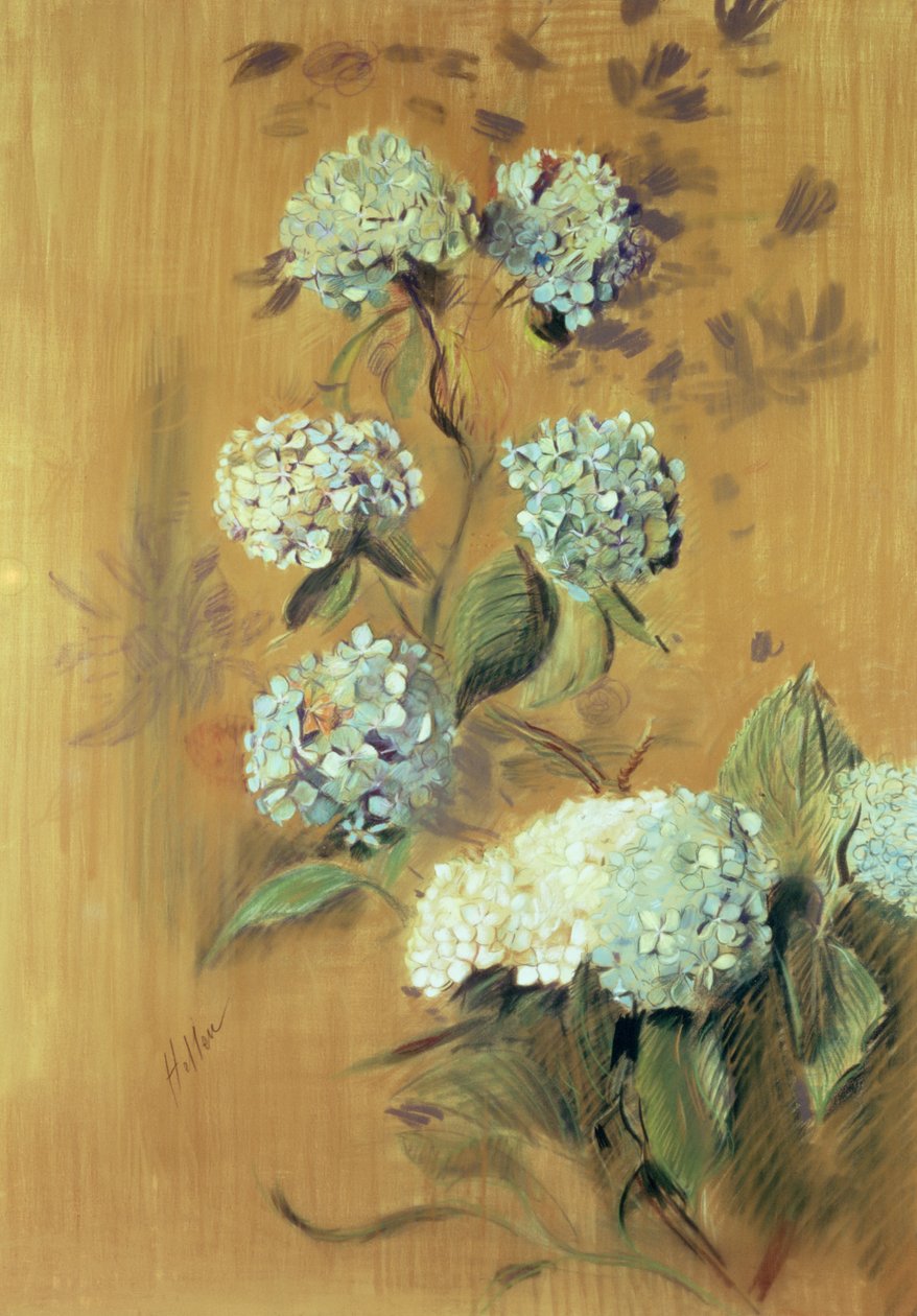 Hortensia (pastel på papir) af Paul Cesar Helleu