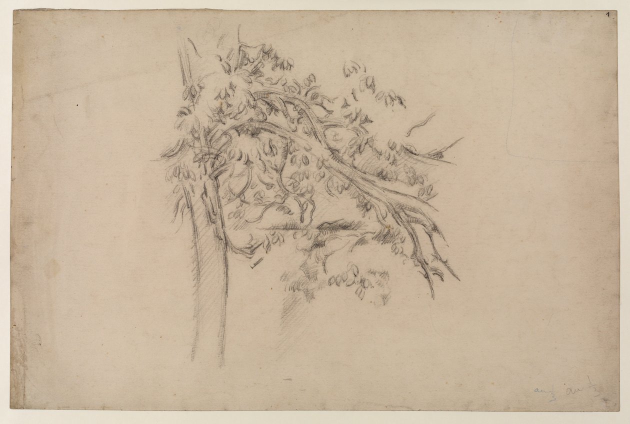 Study of a Tree, ca. 1885-87 (grafit på papir) af Paul Cézanne