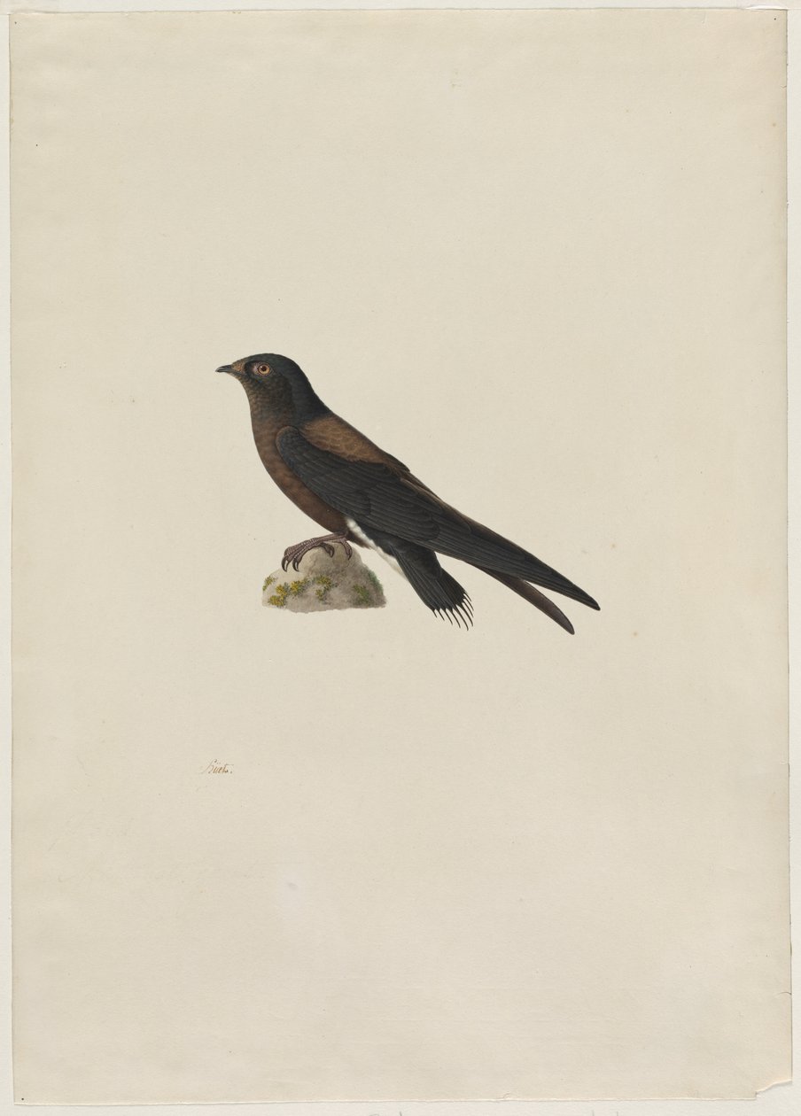Nålehalet Hurtighals Hirundapus caudacutus, 1800-tallet. af Paul Huet