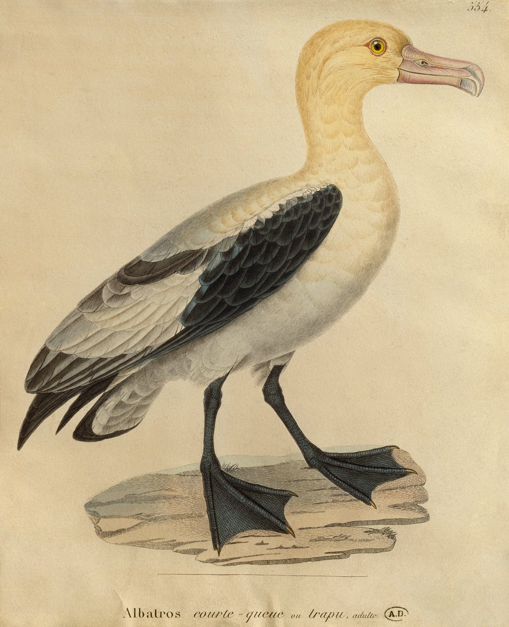 Albatros med kort hale (farvestik) af Paul Louis Oudart