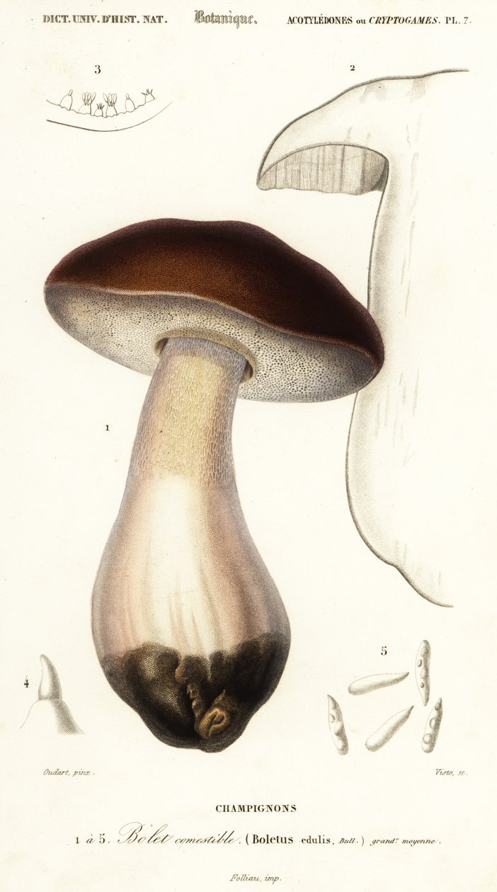 Cep, penny bun, porcino eller porcini svamp, Boletus edulis. ,1849 (gravering) af Paul Louis Oudart