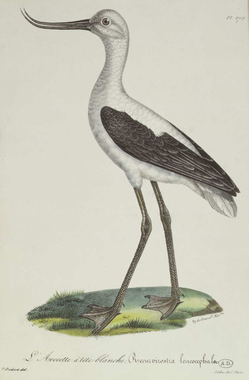 Hvidhovedet Avocet, begyndelsen af det 19. århundrede (farvegravering) af Paul Louis Oudart