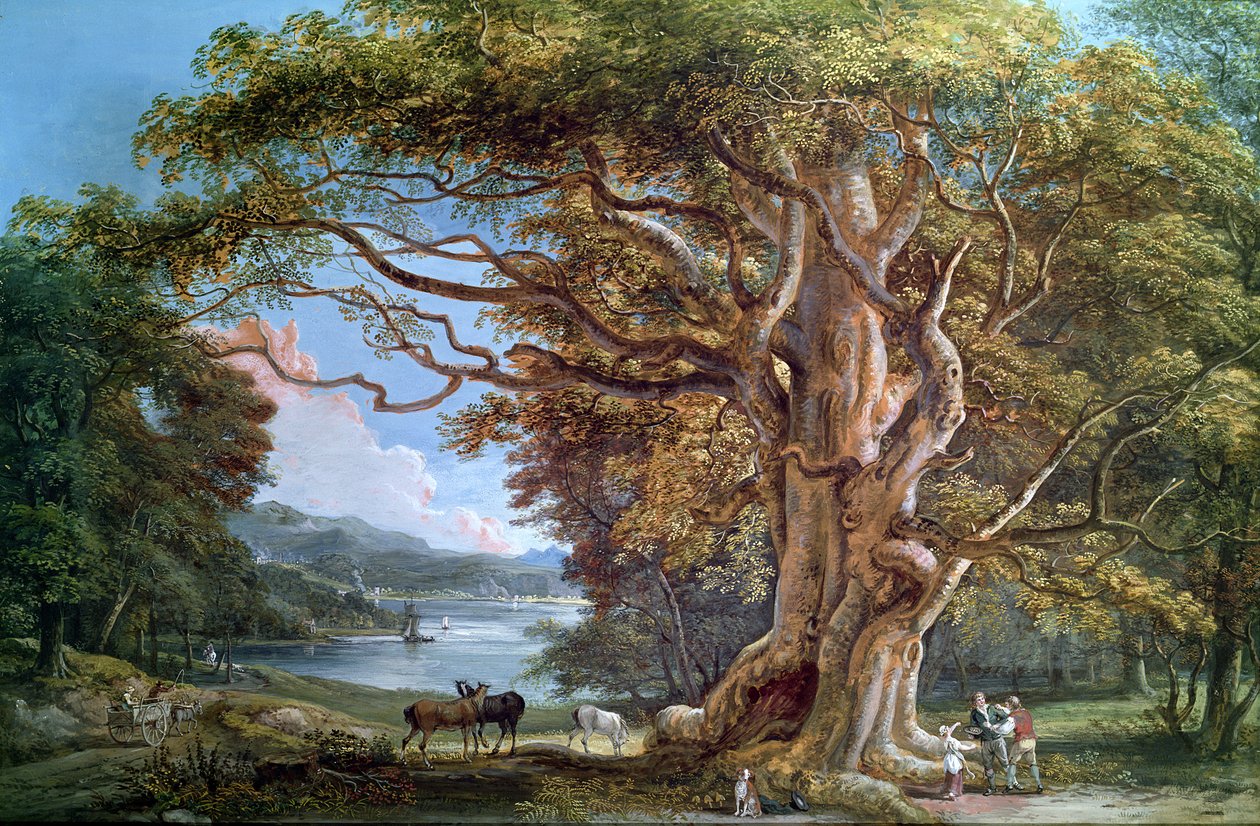 Et gammelt bøgetræ, 1794 af Paul Sandby