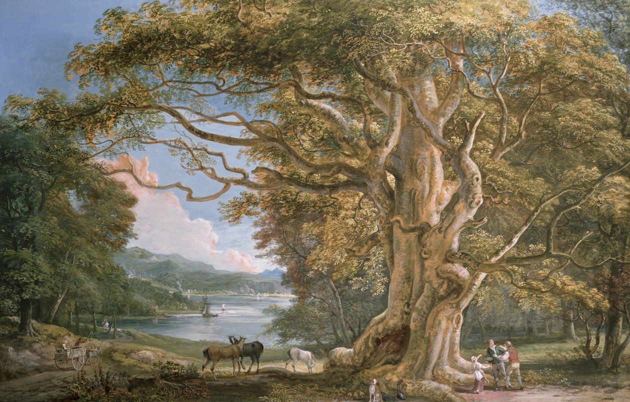 Gammelt bøgetræ af Paul Sandby