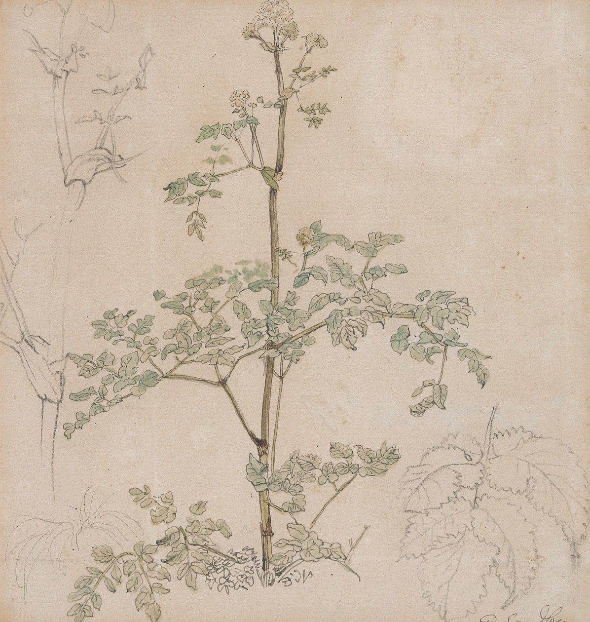 Studie af hundekørvel af Paul Sandby