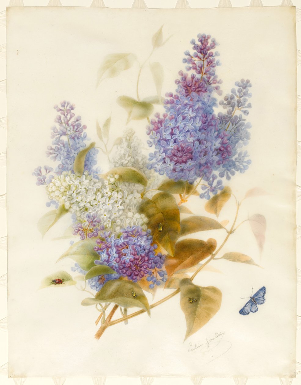 Spray of Lilac (wc og bodycolour på pergament, lagt på karton) af Pauline Gerardin
