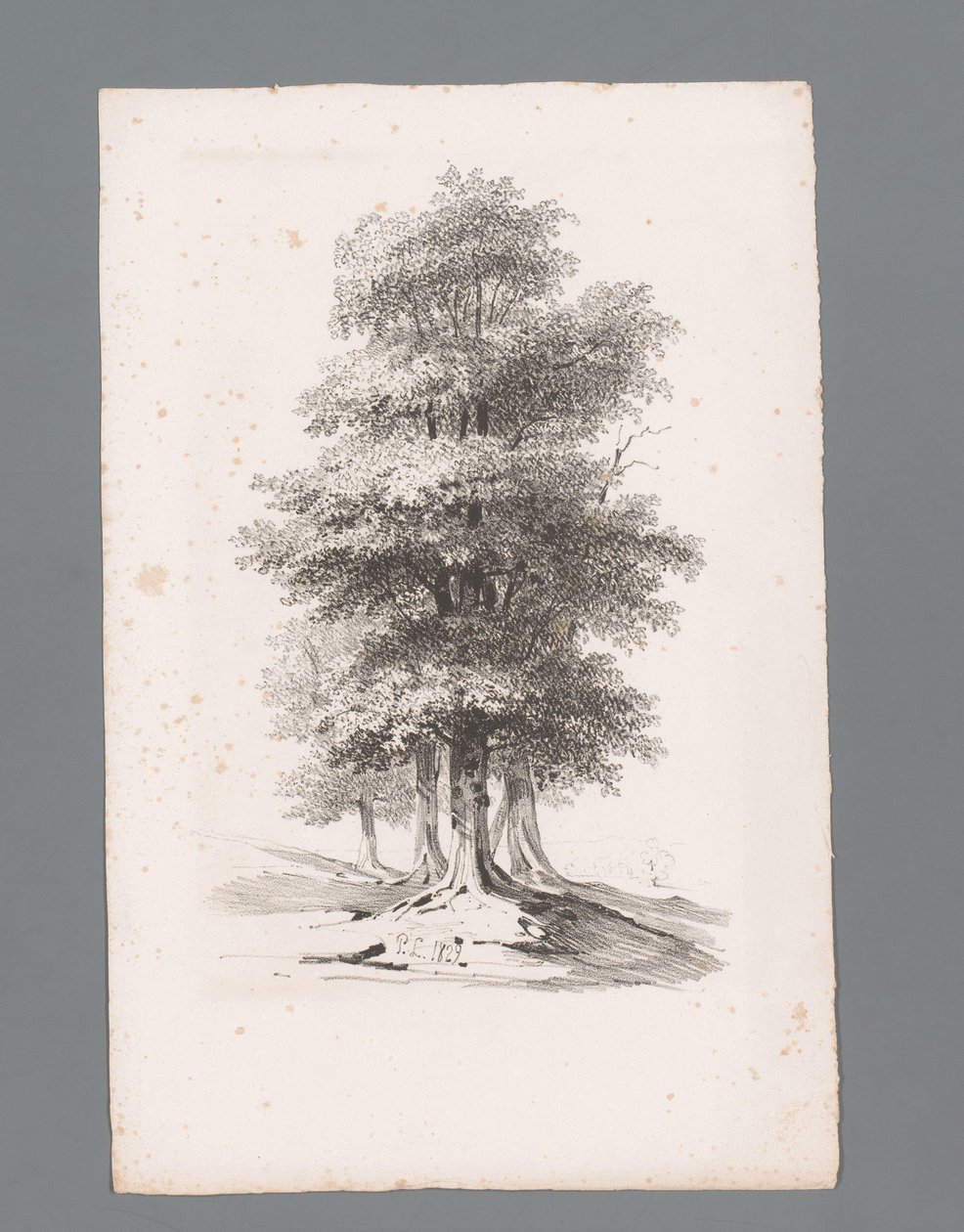 Gruppe med fem træer Principper for landskaber (serietitel) Principles de paysages (serietitel) af Paulus Lauters