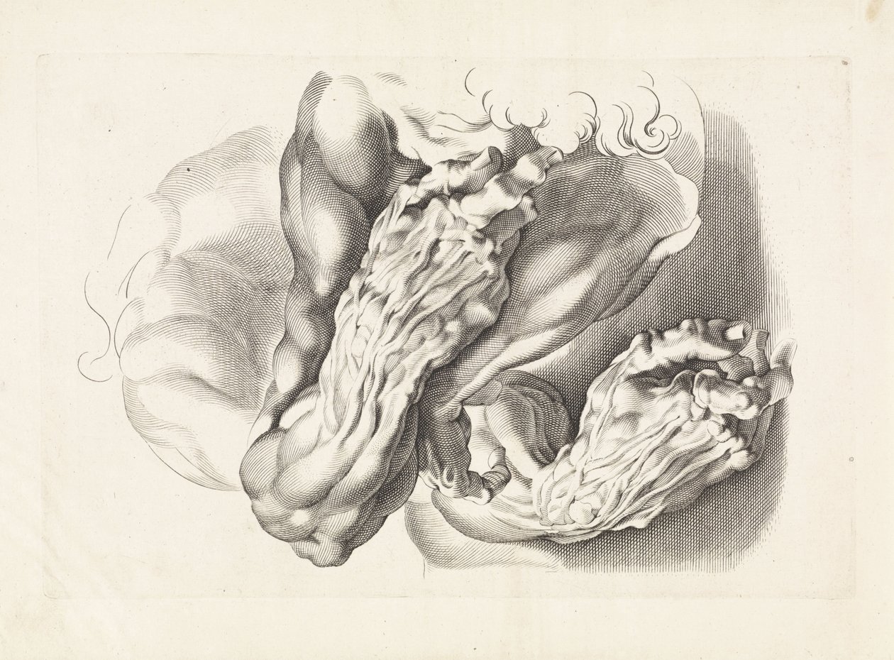 Anatomiske undersøgelser af våben Tegnebogen af ​​Peter Paul Rubens (serietitel) af Paulus Pontius