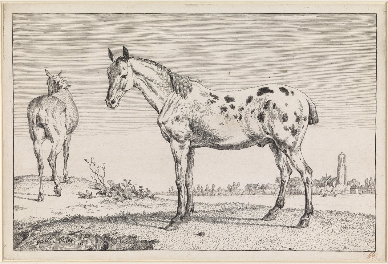 Den halekuperede hest af Paulus Potter