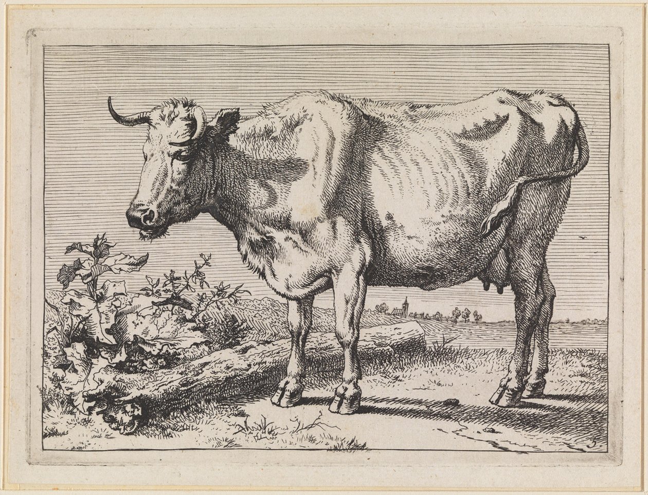 Ko med drejet horn af Paulus Potter