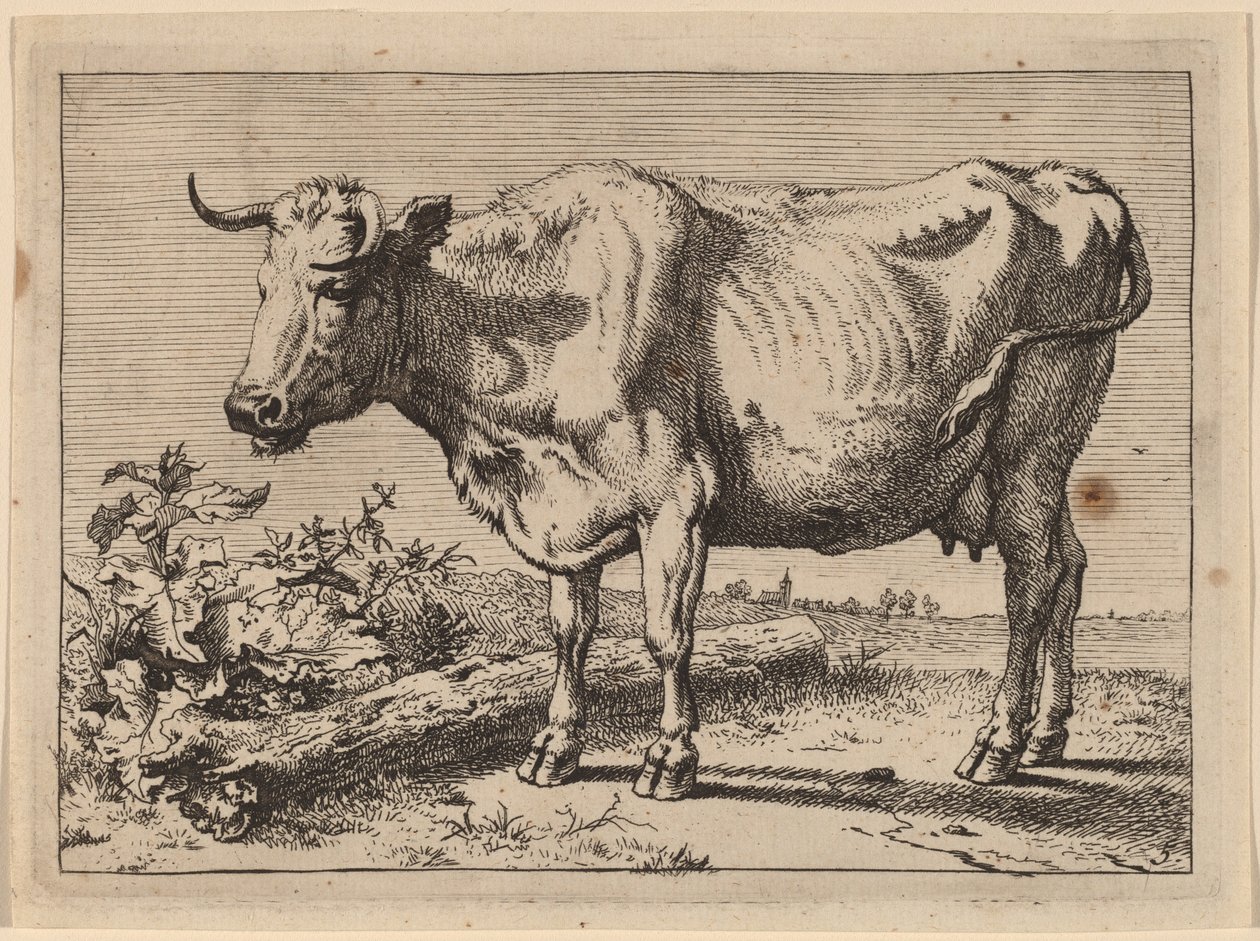 Stående ko (ko med et krøllet horn) af Paulus Potter