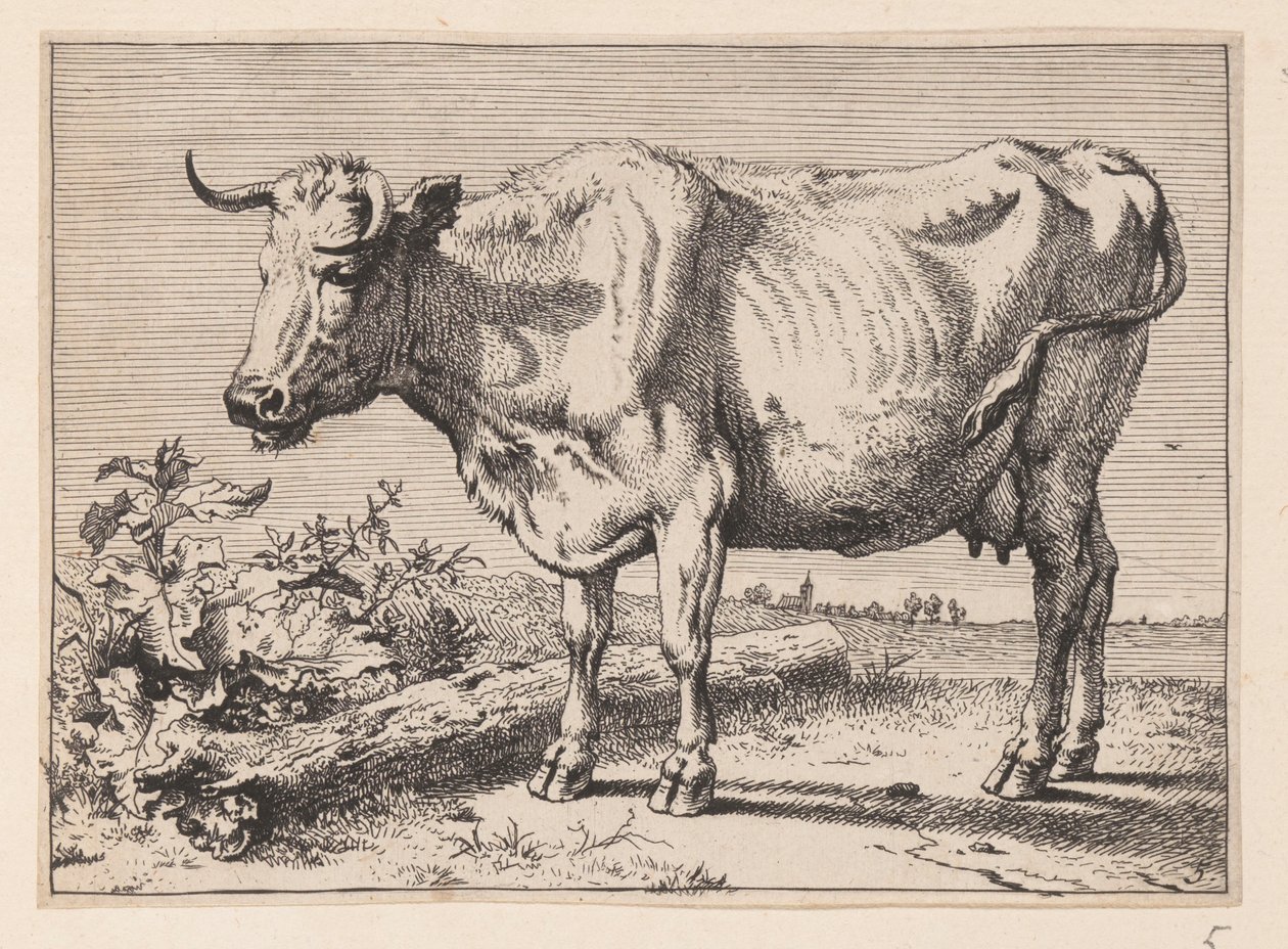 Koen med det krøllede horn, fra forskellige okser og køer af Paulus Potter