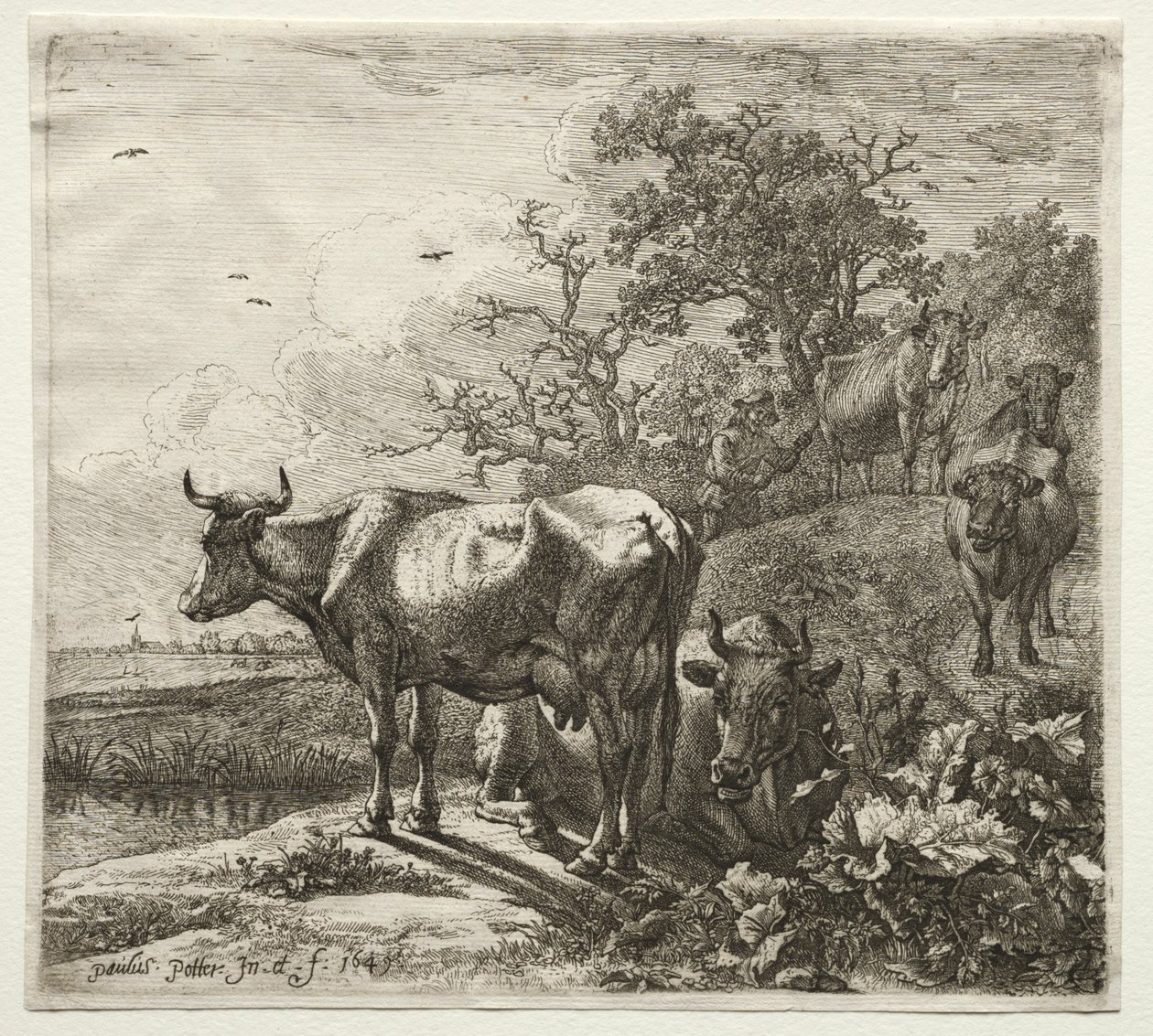 Kohyrden af Paulus Potter
