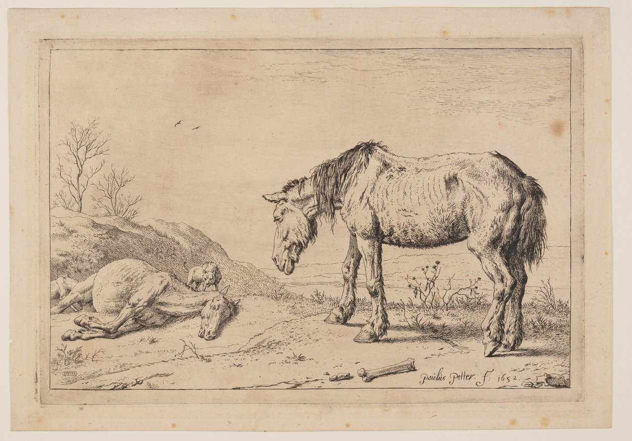 Den slidte hest, (La Mazette), fra Serie af heste af Paulus Potter