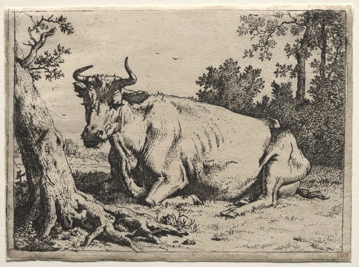 Koen liggende i nærheden af et træ af Paulus Potter