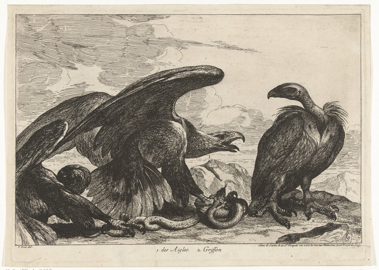 Grib og en ørn med slange 1. Des Aigles 2. Griffon (titel på objekt) Fugle fra Menagerie of Versailles (serietitel) af Peeter Boel (attributed to)