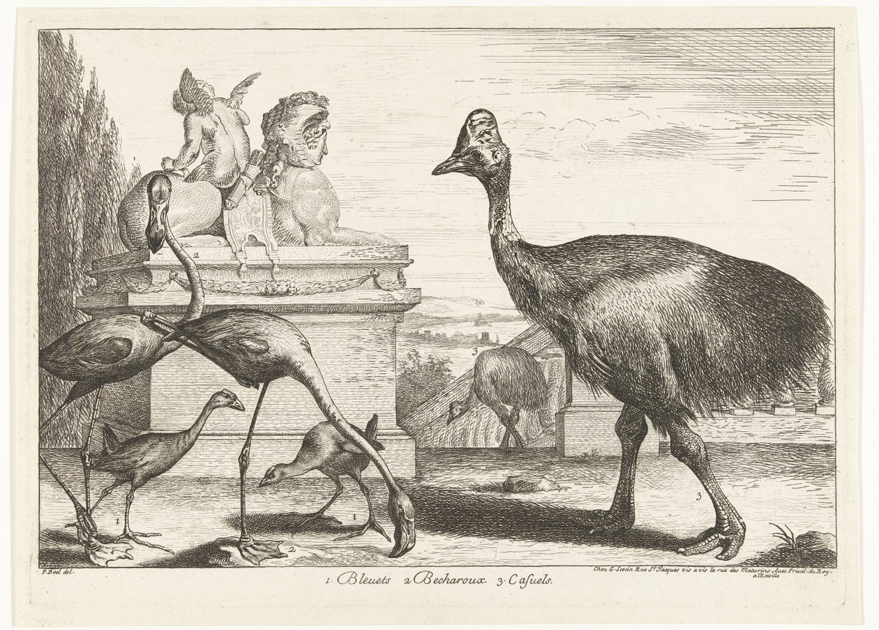 Kasuarer, lilla hønsehøne og flamingoer 1. Bleuets 2 Becharoux 3. Casuels (titel på objekt) Fugle fra menageriet i Versailles (serietitel) af Peeter Boel (attributed to)