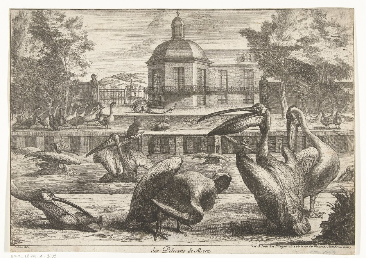 pelikaner des Pelicans de Mere (titel på objekt) Fugle fra menageriet i Versailles (serietitel) af Peeter Boel (attributed to)