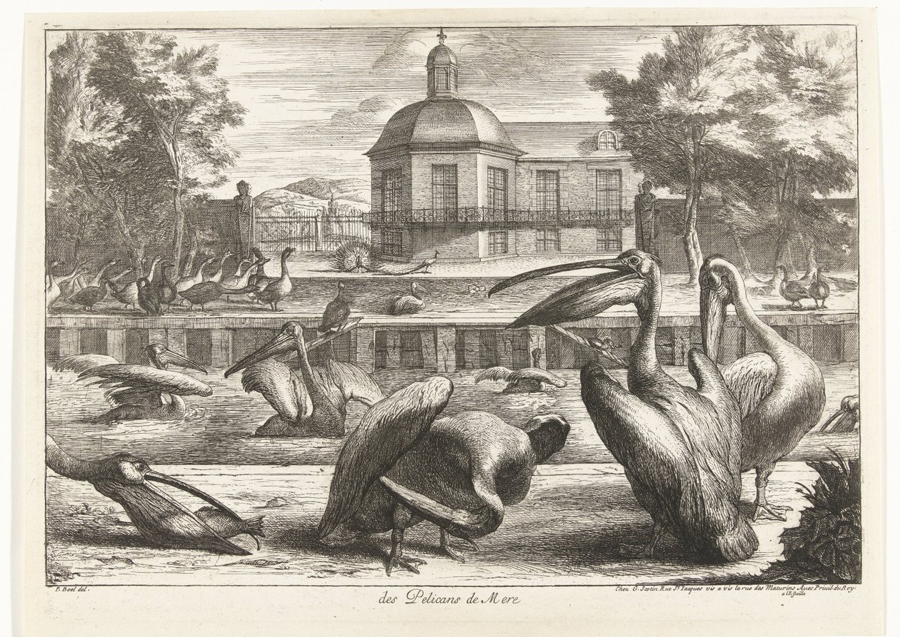 pelikaner des Pelicans de Mere (titel på objekt) Fugle fra menageriet i Versailles (serietitel) af Peeter Boel (attributed to)
