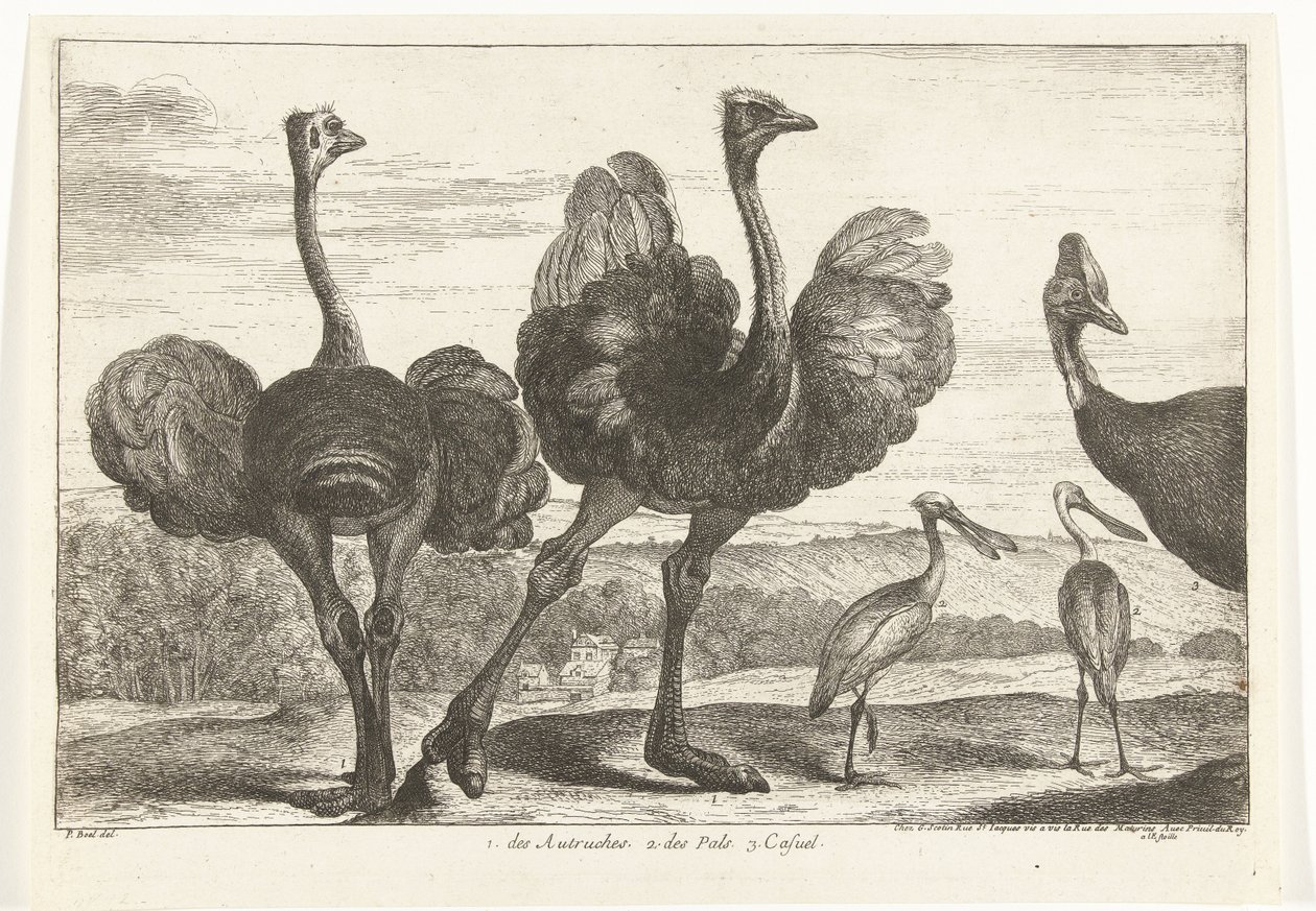 Strudse, Kasuar og Skestork 1. Autrukerne. 2. des Pals. c. afslappet Fugle fra menageriet i Versailles (serietitel) af Peeter Boel (attributed to)
