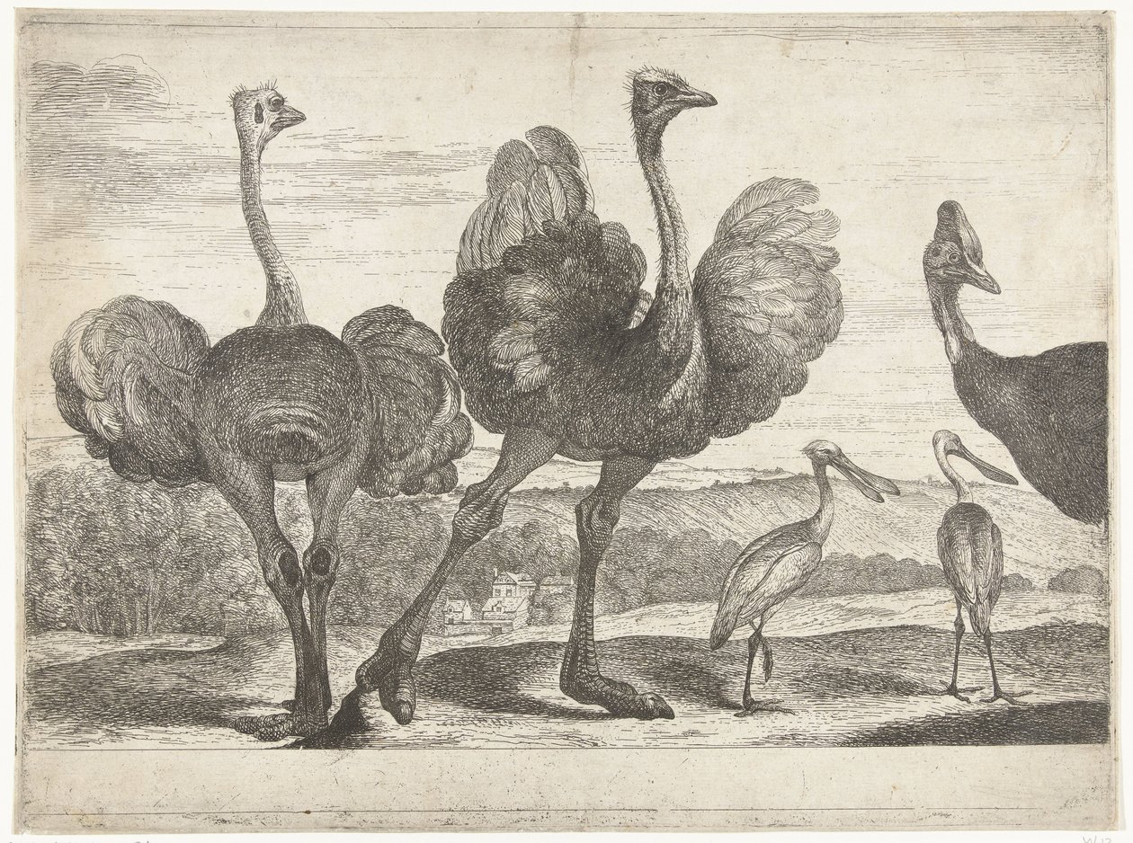 Strudse, Kasuar og Skestork Fugle fra menageriet i Versailles (serietitel) af Peeter Boel (attributed to)