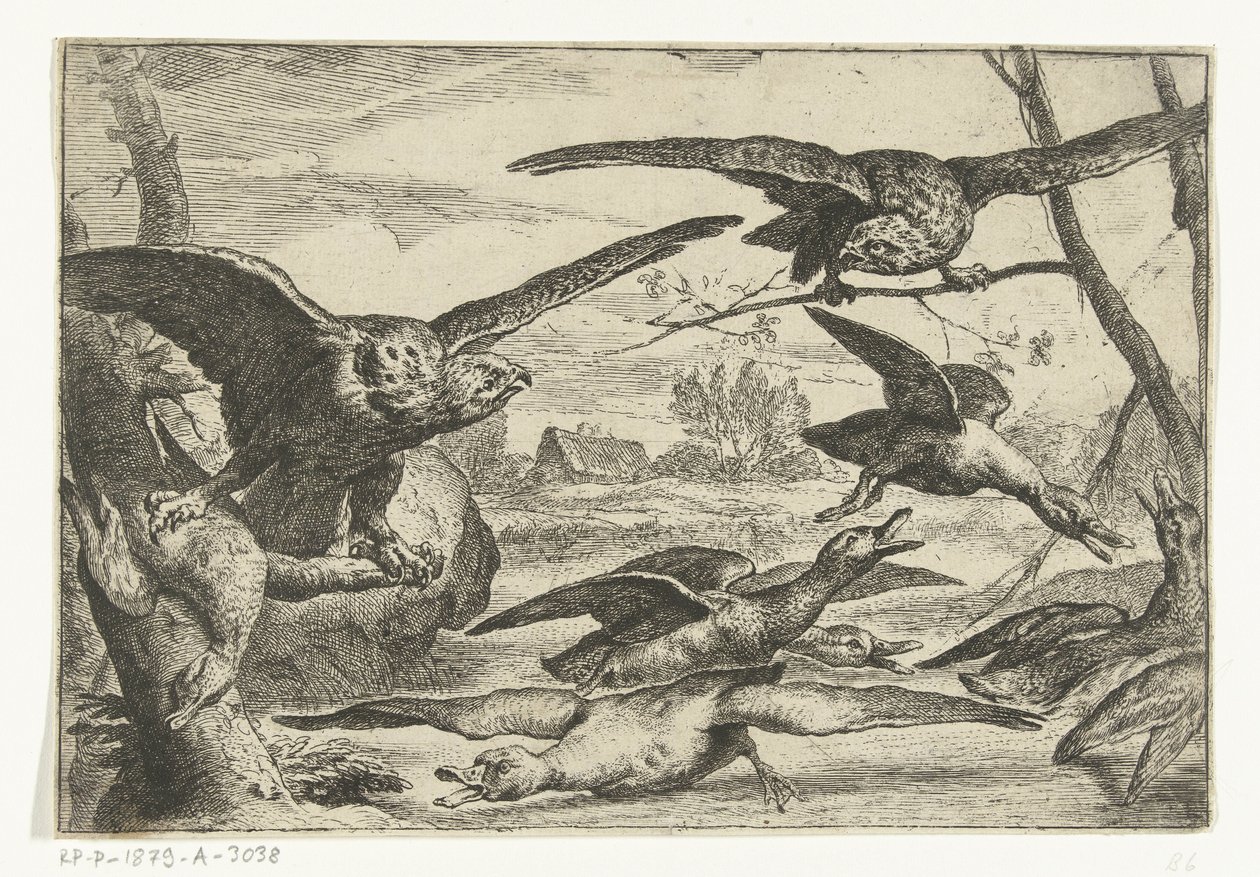 Roofvogels Forskellige fugle (serietitel) af Peeter Boel