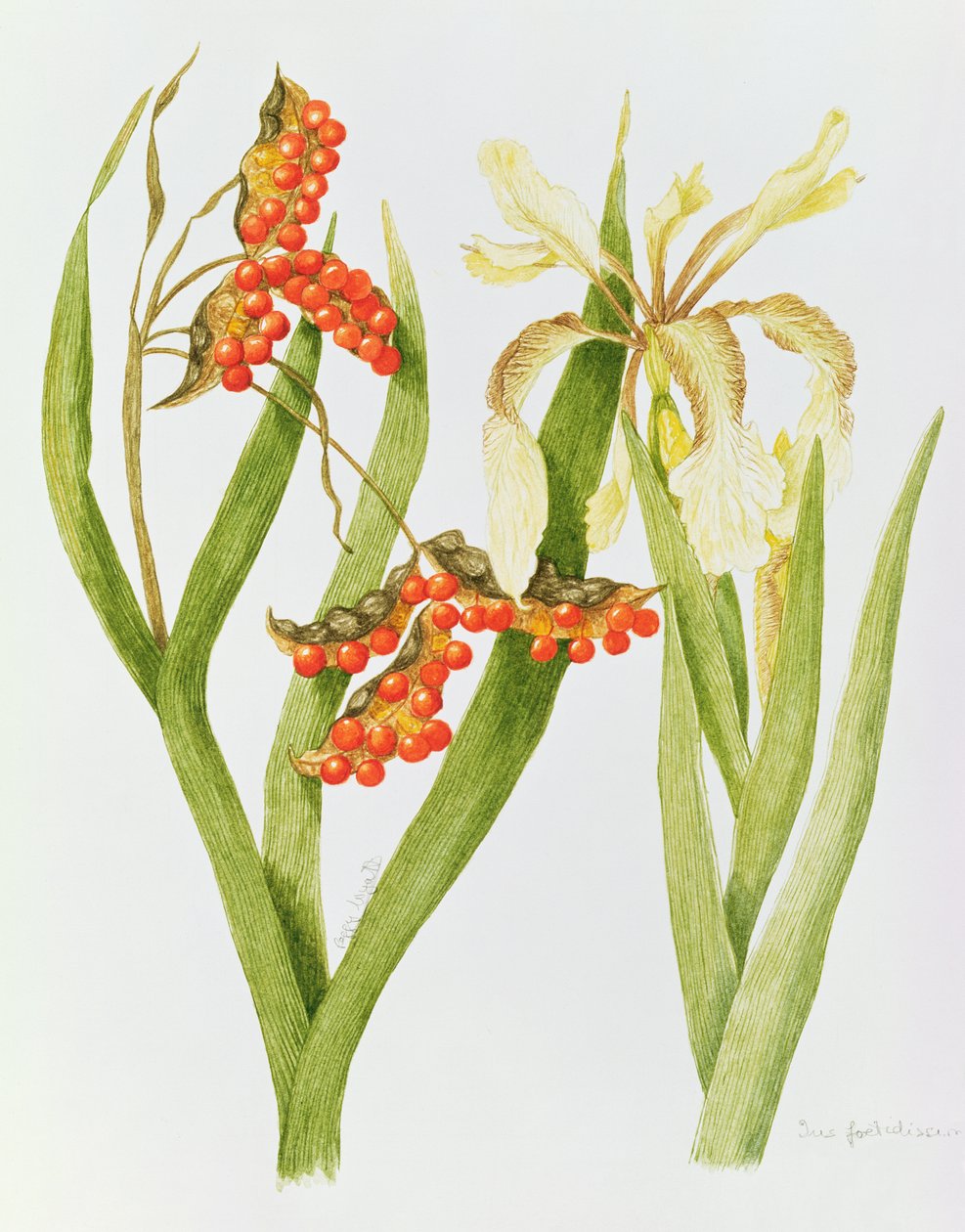 Iris Foetidissima (akvarel) af Peggy Wyatt